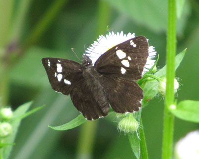 �n���_�C�~���E�Z�Z��