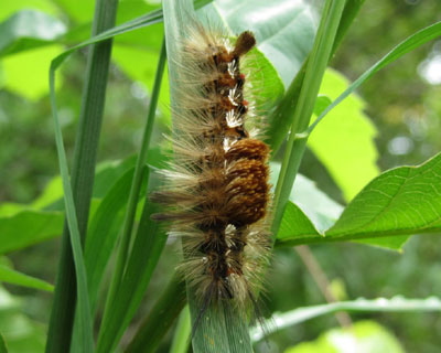 �܂��}���h�N�K�H