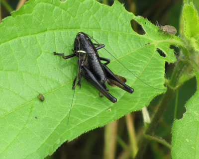 ����͕ʎ�Ȃ́H