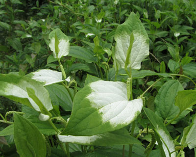 �h��ꂽ�悤�ȃn���Q�V���E