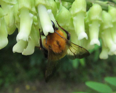 �炪�Ȃ�����