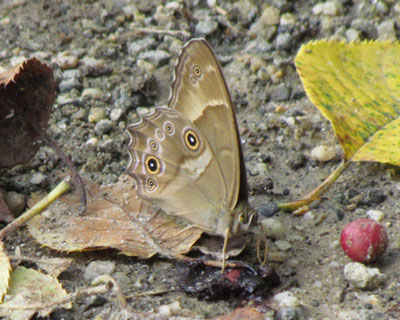 �Ȃɂ��̎����z���q�J�Q�`���E