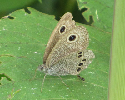 �q���E���i�~�W���m����