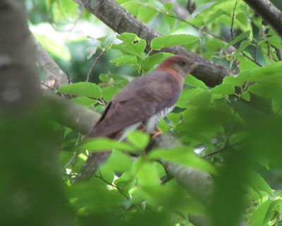 �z�g�g�M�X�ۂ�