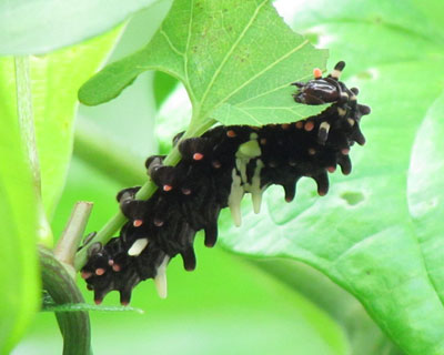 ���H���W���R�E�A�Q�n