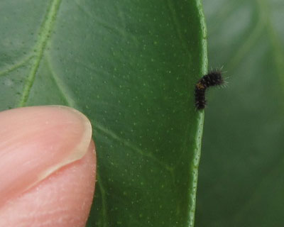 ����Q���̃A�Q�n