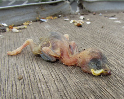 �a��Ɉ�̂����u����Ă�