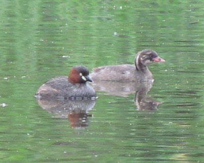 �q�i�̕����傫��������