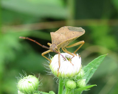 �n���J�����V�͂������̕s��