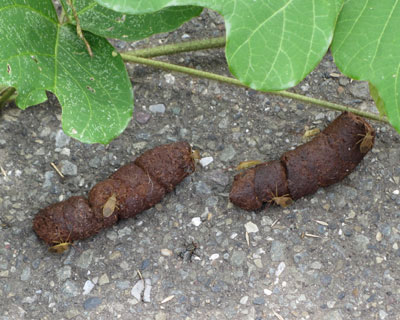 ���񂱃J�����V