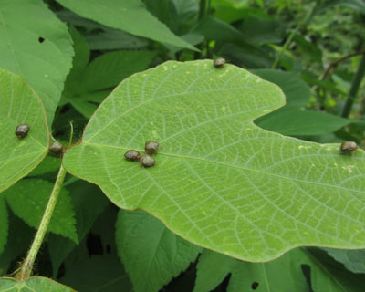 �}���J�����V�̓K���Ɏ��Ă�