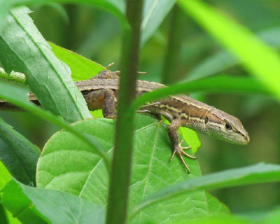 �J�i�w�r�͂���