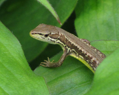 �J�����ڐ�