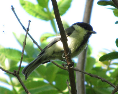 �V�W���E�J���̎q