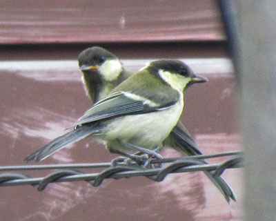 �ʂ̂��傤����