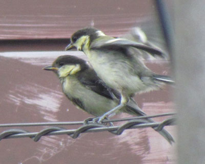 ���邳���̂�����炵��