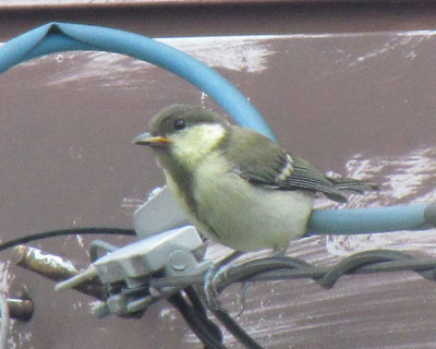 �����q�ۂ�