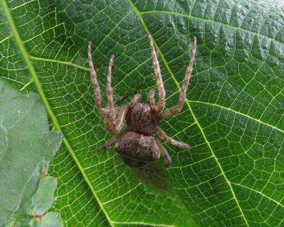 ���h�Ȋ����̃N��