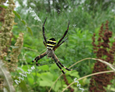 �R�K�l�O���̐K�̓r���[�h�ۂ�