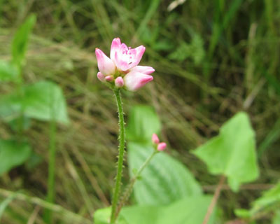 ���Ԃ�}�}�R�m�V���k�O�C