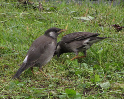 �ڂ���Ƃ��Ă����N�h���̎q