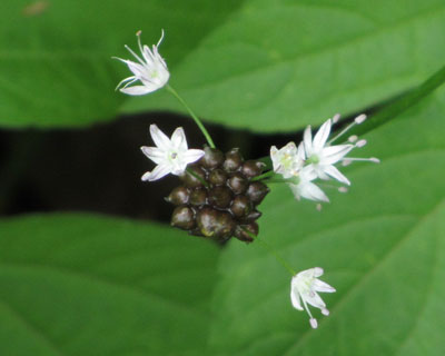 �悭����Ƃ��킢���m�r��