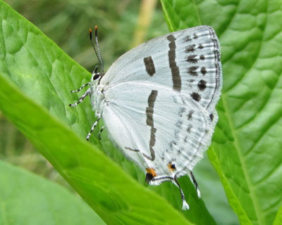 �~�Y�C���I�i�K�V�W�~�͗��������킢��