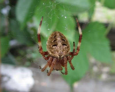 ���}�V���I�j�O������