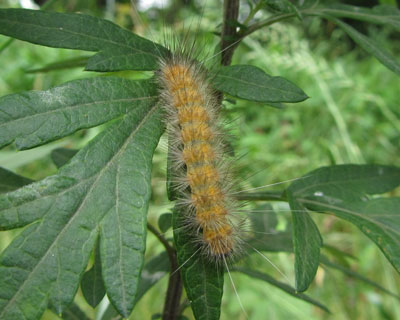 �X�W�����q�g���Ɏ��Ă�