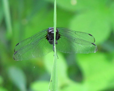 �Ɛ��w�͌����I