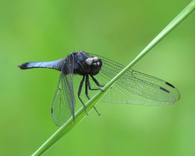 �I�I�V�I�J���g���{�݂���