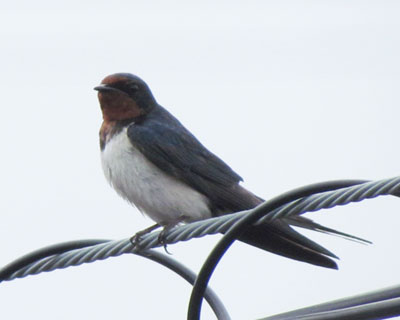 �c�o���͓d�����D��