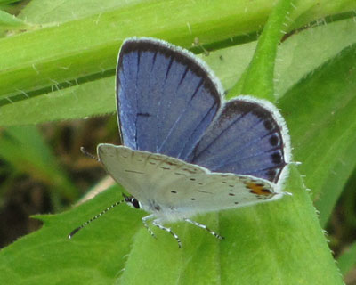 �c�o���V�W�~�͗������킢��