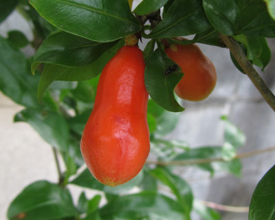 �U�N���̂ڂ݂͐H�ׂ�ꂻ��