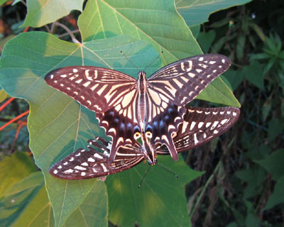 �[���A����荞�ݒ��̃A�Q�n