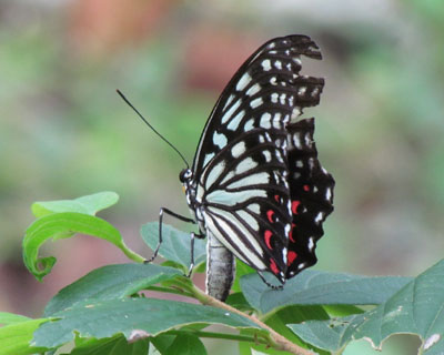 �A�J�{�V�S�}�_���̎Y��