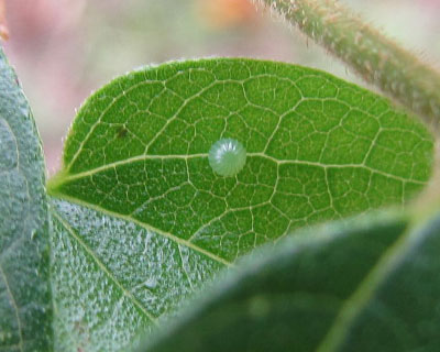 ���͂��ꂢ