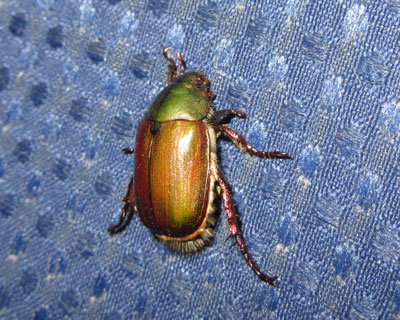 �����ɒ��ɂ���Ă����A�I�h�E�K�l�H