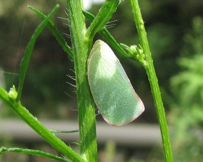 �炪�Ȃ��A�I�o�n�S����