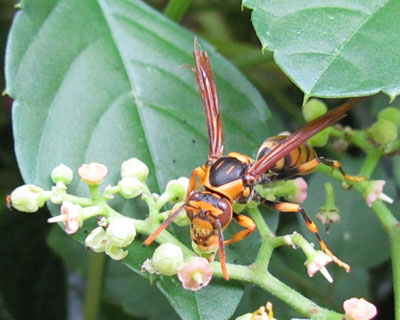 �ڎʂ��n�j�̃A�V�i�K�o�`