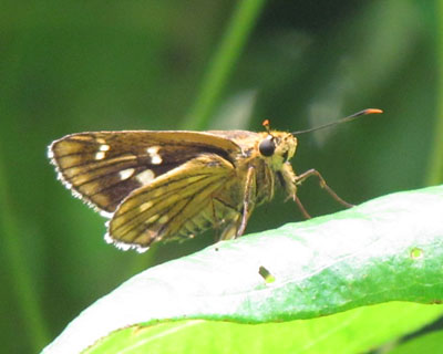 �������̓R�`���o�l�Z�Z���H