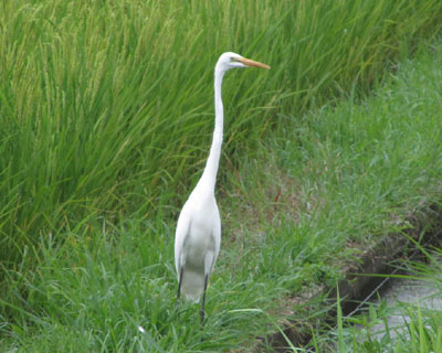 �c��ڂɂ̓_�C�T�M