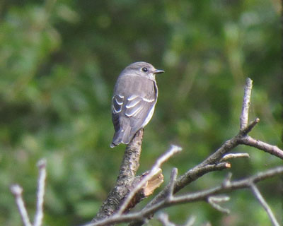 �����Ƃ��Ă��G�]�r�^�L