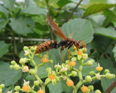 �������̓t�^�����A�V�i�K�o�`����