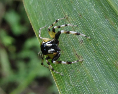 �Ȃ񂩂��킢�����K�l�A�T�q�n�G�g��