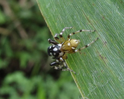 �����������K�݂���