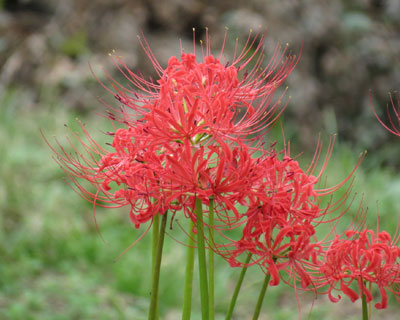 ���N�͒x��C���̃q�K���o�i