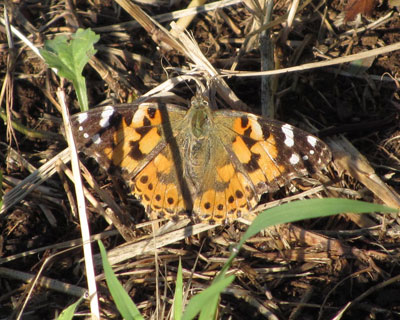 �q���A�J�^�e�n