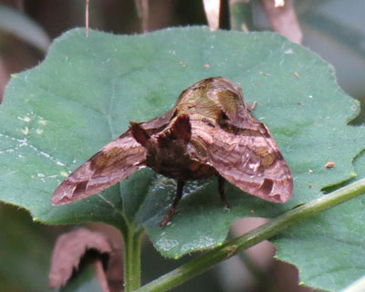 �����ۂ��G�r