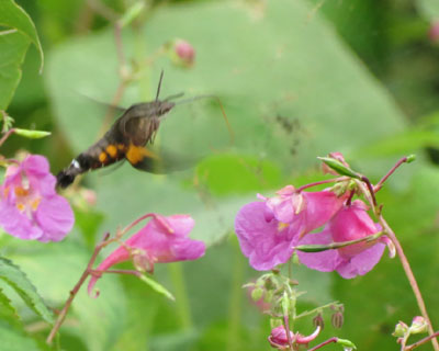 ��ׂΕK���u����